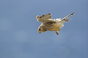 Common Kestrel (Falco tinnunculus) juvenile, in flight, hovering, Cornwall, England, august