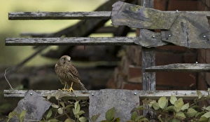 Ruined Prints: Common Kestrel (Falco tinnunculus) juvenile male
