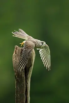 Central Europe Prints: Common Kestrel (Falco tinnunculus) subadult female