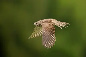 Common Kestrel (Falco tinnunculus) subadult female, in flight, Eifel, Germany, September