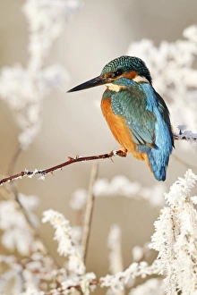 Kingfishers Prints: Common Kingfisher (Alcedo atthis) adult
