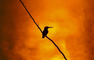 Common Kingfisher (Alcedo atthis) adult, perched on branch, silhouetted at sunset, India, february