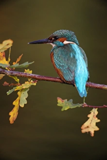 Common Kingfisher (Alcedo atthis) adult, perched on oak twig with autumn coloured leaves, Worcestershire, England, october