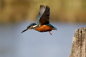 Common Kingfisher (Alcedo atthis) adult, in flight, taking off from post, Midlands, England, november