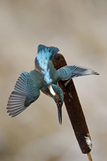 Common Kingfisher (Alcedo atthis) adult, in flight, diving from reedmace seedhead in snow, Midlands, England, december