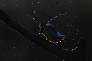 Common Kingfisher (Alcedo atthis) adult, shaking water from head, perched on branch, backlit at dusk, Midlands, England, november