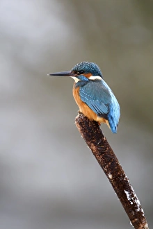 Common Kingfisher (Alcedo atthis) adult, perched on reedmace seedhead in snow, Midlands, England, december