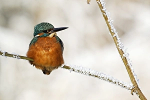 Common Kingfisher (Alcedo atthis) adult, perched on stem in frost, Midlands, England, december