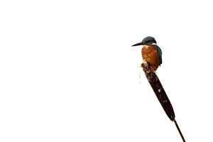 Common Kingfisher (Alcedo atthis) adult, perched on reedmace seedhead in snow, Midlands, England, december