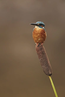 Common Kingfisher (Alcedo atthis) adult, perched on reedmace, Worcestershire, England, october