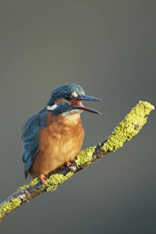 Kingfishers Prints: Common Kingfisher (Alcedo atthis) adult