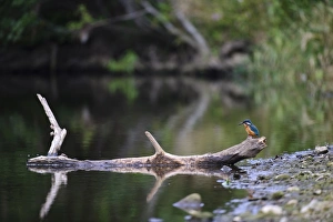 Common Kingfisher (Alcedo atthis) adult female, perched on log at edge of river habitat, River Dove, Staffordshire