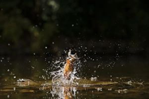 Common Kingfisher (Alcedo atthis) adult female, in flight, emerging from water with fish in beak, River Dove