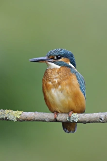 Common Kingfisher (Alcedo atthis) adult female, perched on branch over river, River Dove, Staffordshire, England