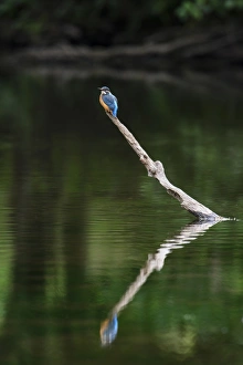 Common Kingfisher (Alcedo atthis) adult female, perched on branch with reflection, River Dove, Staffordshire, England