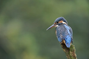 Common Kingfisher (Alcedo atthis) adult female, perched on stump at edge of river, River Dove, Staffordshire, England