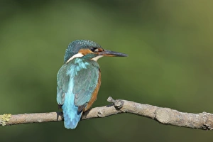 Common Kingfisher (Alcedo atthis) adult female, perched on branch over river, River Dove, Staffordshire, England