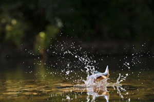Common Kingfisher (Alcedo atthis) adult female, in flight, diving into water, River Dove, Staffordshire, England