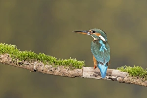 Common Kingfisher (Alcedo atthis) adult female, perched on mossy branch, Suffolk, England, May