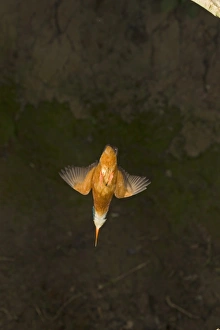 Kingfishers Prints: Common Kingfisher (Alcedo atthis) adult female, in flight, diving, Suffolk, England, may