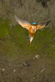 Common Kingfisher (Alcedo atthis) adult female, in flight, diving, Suffolk, England, may