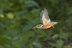 Common Kingfisher (Alcedo atthis) adult female, in flight, with Three-spined Stickleback (Gasterosteus aculeatus) prey in beak, Suffolk, England, may