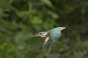 Common Kingfisher (Alcedo atthis) adult female, in flight, with Three-spined Stickleback (Gasterosteus aculeatus) prey in beak, Suffolk, England, may