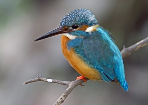 Common Kingfisher (Alcedo atthis) adult female, perched on twig, Northern India, january