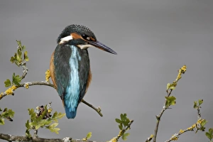 Common Kingfisher (Alcedo atthis) adult female, perched on twig, Warwickshire, England, August