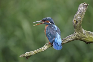 Common Kingfisher (Alcedo atthis) adult female, displaying at another bird, perched on branch, Warwickshire, England