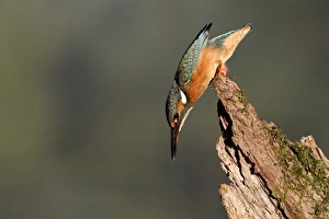 Common Kingfisher (Alcedo atthis) adult female, about to dive from stump, Warwickshire, England, September