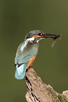 Common Kingfisher (Alcedo atthis) adult female, with loach prey in beak, perched on stump, Warwickshire, England