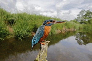 Common Kingfisher (Alcedo atthis) adult female, displaying at another bird, perched on branch in river habitat