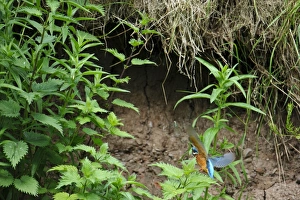 Common Kingfisher (Alcedo atthis) adult male, in flight, returning to nest, River Dove, Staffordshire, England, June