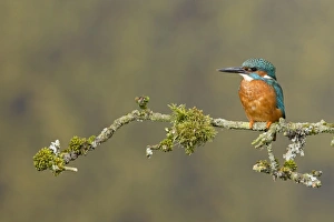 Common Kingfisher (Alcedo atthis) adult male, perched on mossy twig, Suffolk, England, May