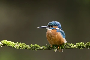 Common Kingfisher (Alcedo atthis) adult male, perched on mossy twig, Suffolk, England, May