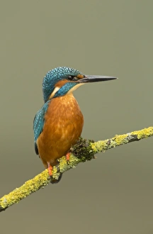Common Kingfisher (Alcedo atthis) adult male, perched on lichen cover twig, Worcestershire, England, October