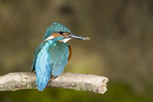 Common Kingfisher (Alcedo atthis) adult male, with muddy beak from nest building, Suffolk, England, may
