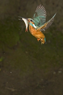 Common Kingfisher (Alcedo atthis) adult male, in flight, with with Rudd (Scardinius erythropthalamus) prey in beak, Suffolk, England, may