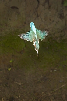 Common Kingfisher (Alcedo atthis) adult male, in flight, diving, Suffolk, England, may