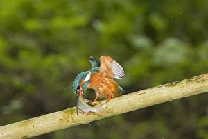 Common Kingfisher (Alcedo atthis) adult male, feeding hitting Rudd (Scardinius erythropthalamus) prey on branch, Suffolk, England, may