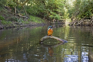 Common Kingfisher (Alcedo atthis) adult male, perched on fallen branch in river habitat, River Alde, Rendham, Suffolk, England, may