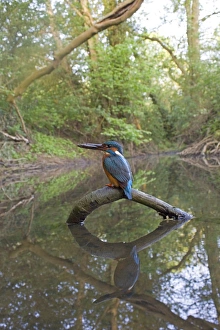 Common Kingfisher (Alcedo atthis) adult male, feeding, with with Three-spined Stickleback (Gasterosteus aculeatus) prey in beak, perched on fallen branch in river habitat, River Alde, Rendham, Suffolk, England, may