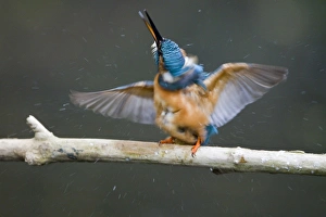 Common Kingfisher (Alcedo atthis) adult male, shaking water from body after dive, Suffolk, England, may