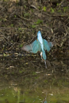 Common Kingfisher (Alcedo atthis) adult male, in flight, diving, Suffolk, England, may