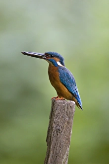 Common Kingfisher (Alcedo atthis) adult male, feeding, with stickleback prey in beak, Suffolk, England, may