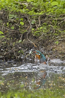 Common Kingfisher (Alcedo atthis) adult male, emerging from water, with Three-spined Stickleback (Gasterosteus aculeatus) prey in beak, Suffolk, England, may