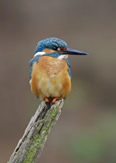 Common Kingfisher (Alcedo atthis) adult male, perched on stump, Dumfries and Galloway, Scotland, may