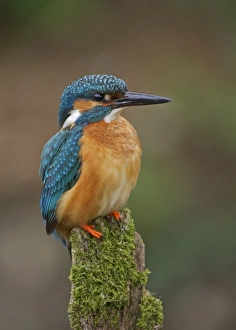 Common Kingfisher (Alcedo atthis) adult male, perched on moss covered stump, River Urr, Dalbeattie, Dumfries and Galloway, Scotland, june