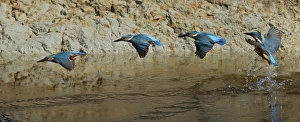 Common Kingfisher (Alcedo atthis) adult male, in flight, taking off from water sequence, River Urr, Dalbeattie, Dumfries and Galloway, Scotland, july